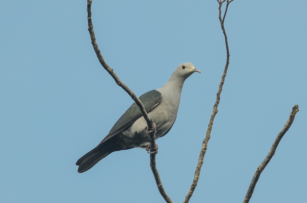 Green Imperial-Pigeon - ML35783601