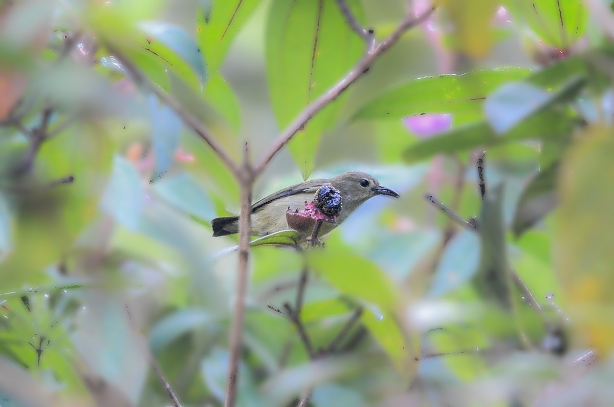Andaman Flowerpecker - ML35783621