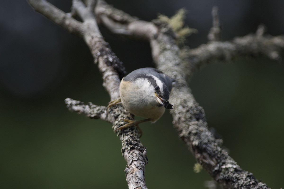 Red-breasted Nuthatch - Paul Gould