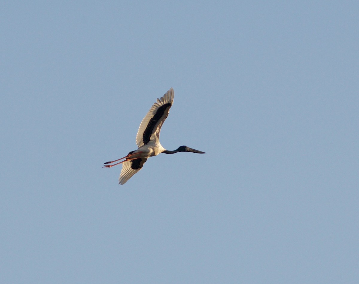 Black-necked Stork - Liam Murphy