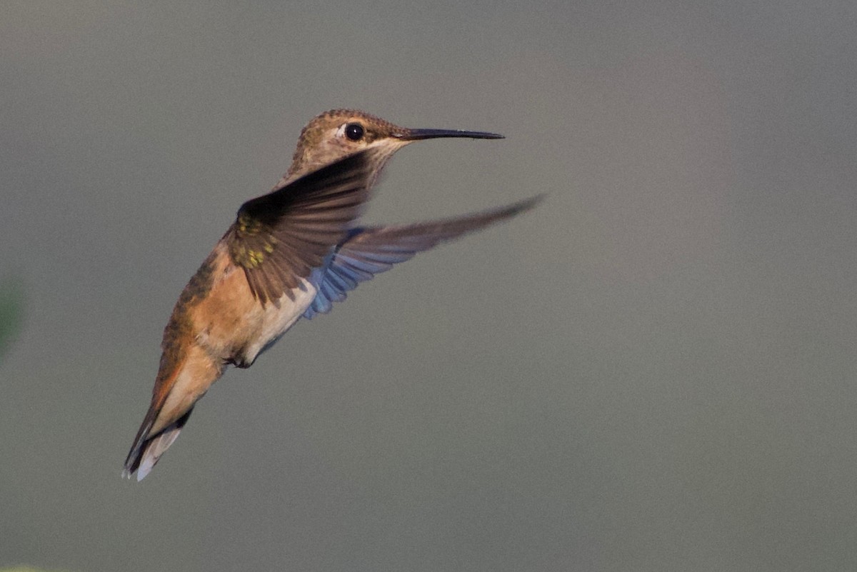 hummingbird sp. - Helen Unruh