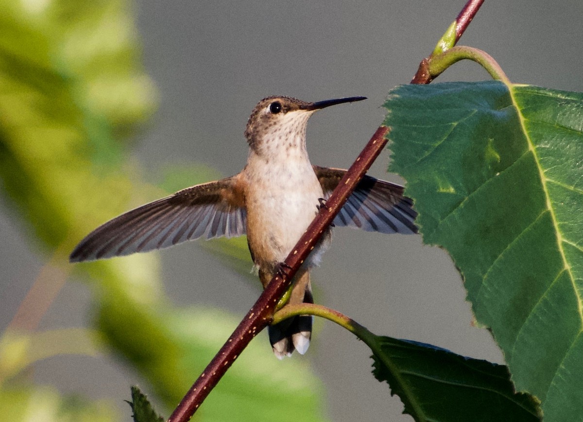 hummingbird sp. - ML357851071
