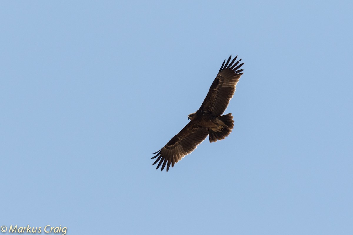 Greater Spotted Eagle - Markus Craig