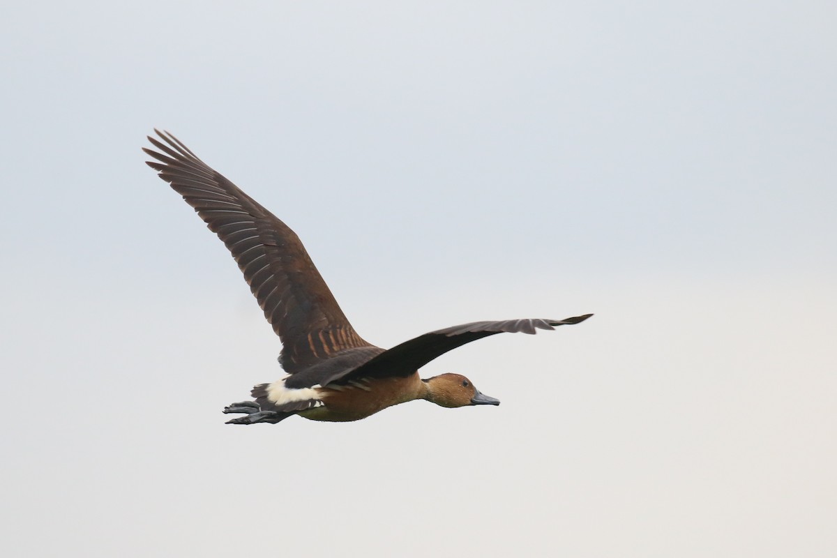 Fulvous Whistling-Duck - ML357852371