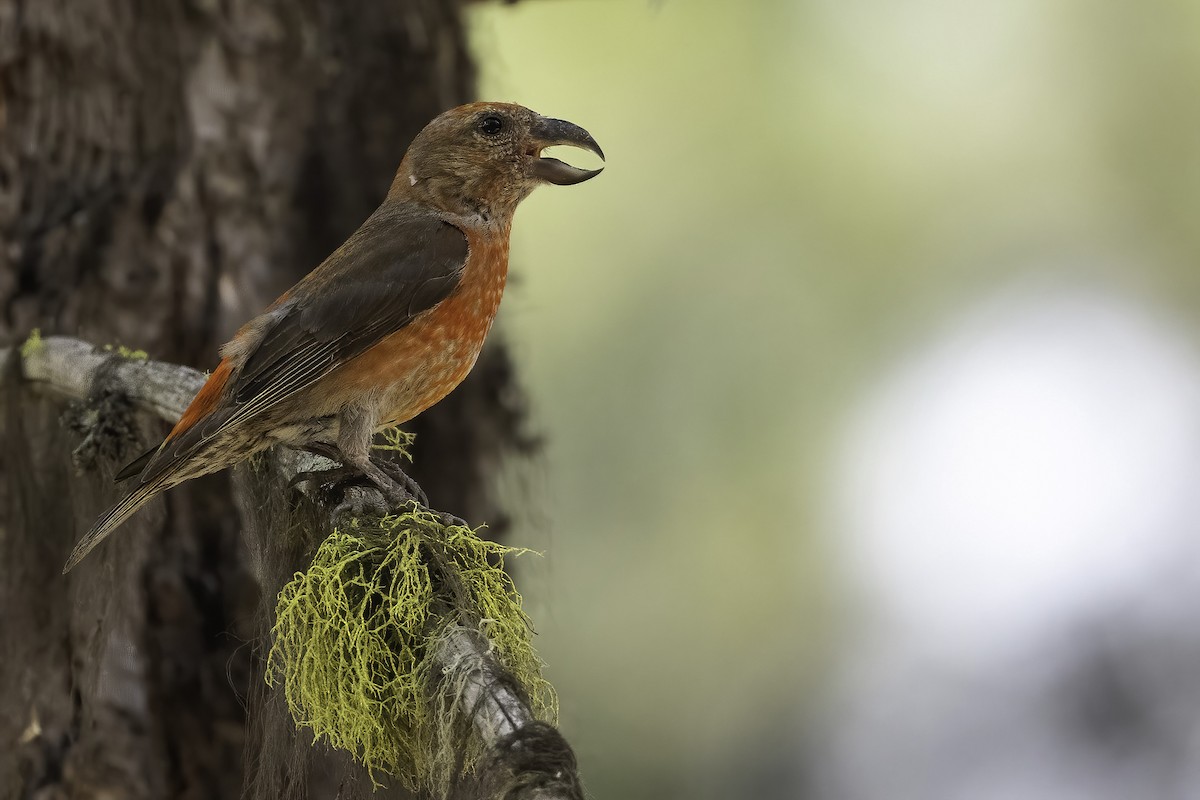 Red Crossbill (Ponderosa Pine or type 2) - Connor Cochrane