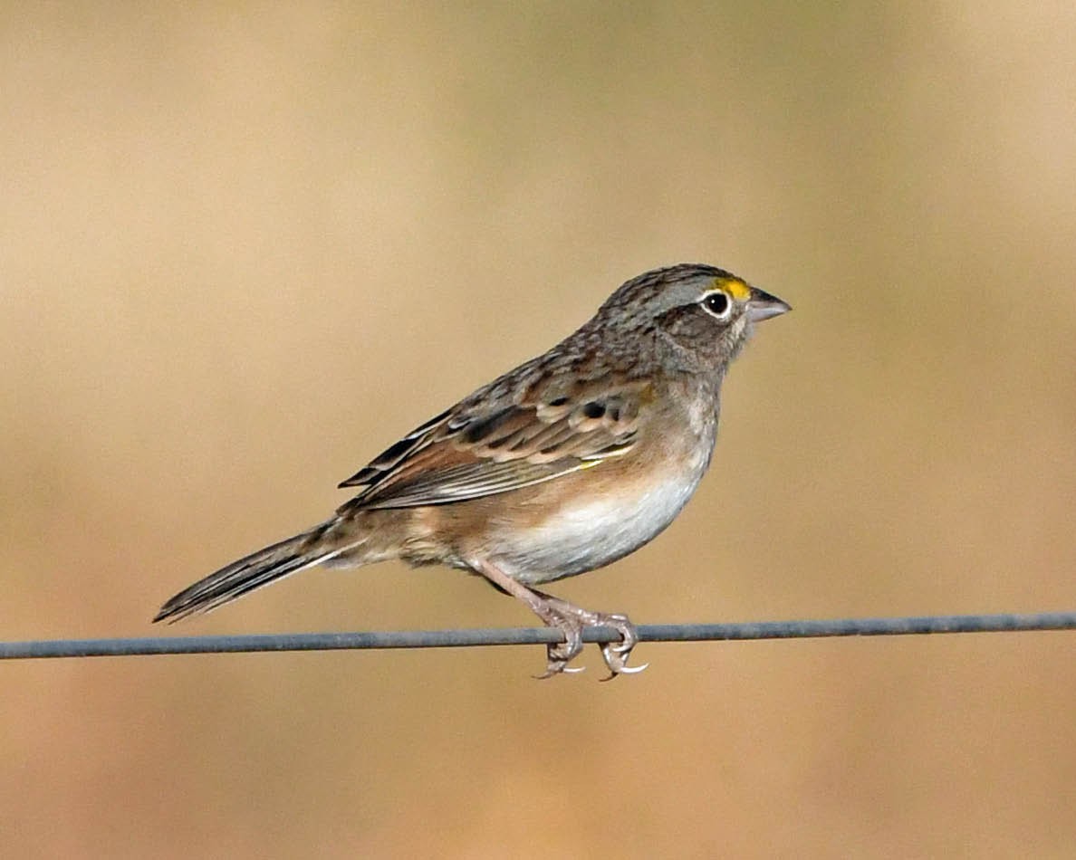 Grassland Sparrow - ML357852611