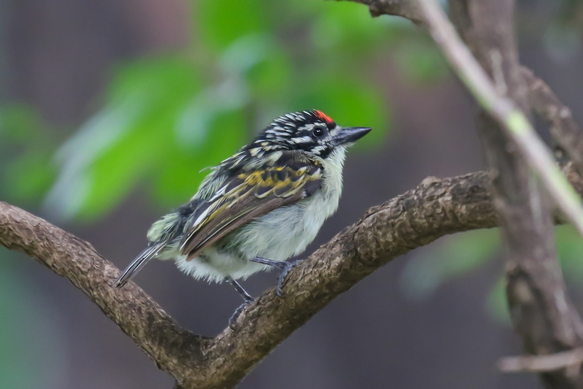 Red-fronted Tinkerbird - ML357853281