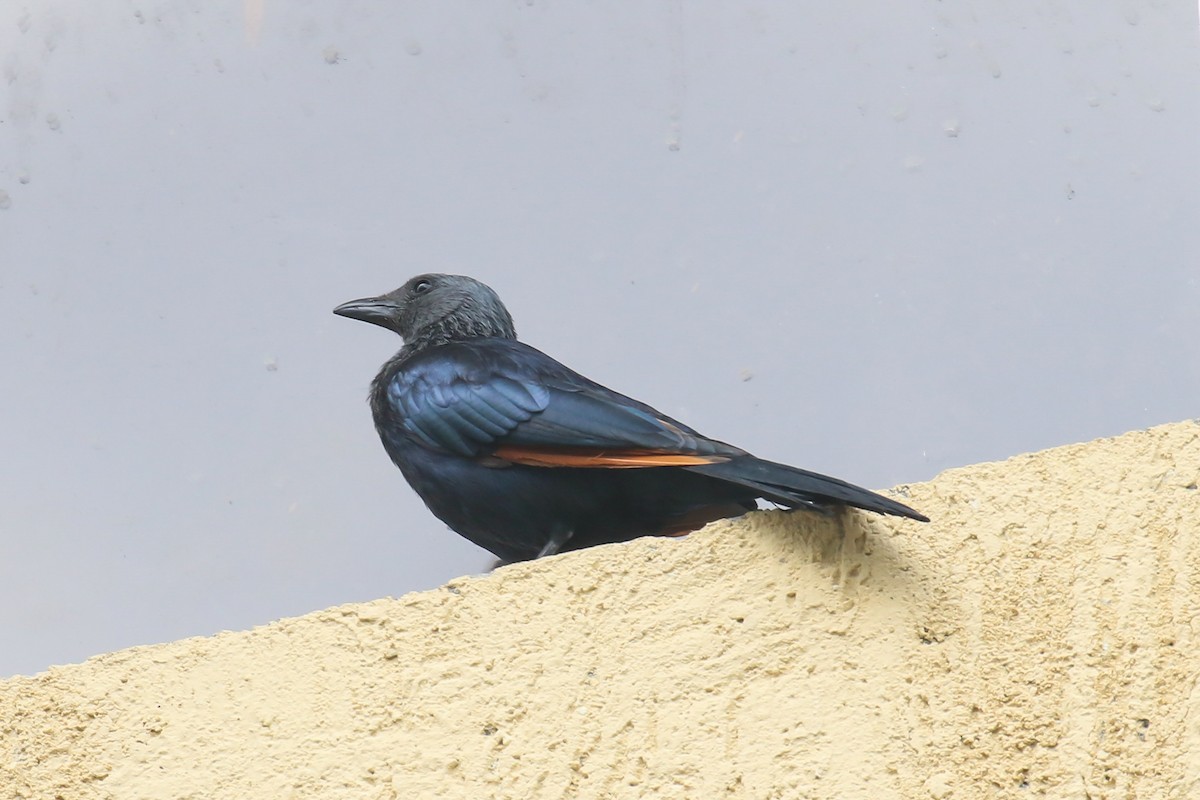 Red-winged Starling - ML357853351