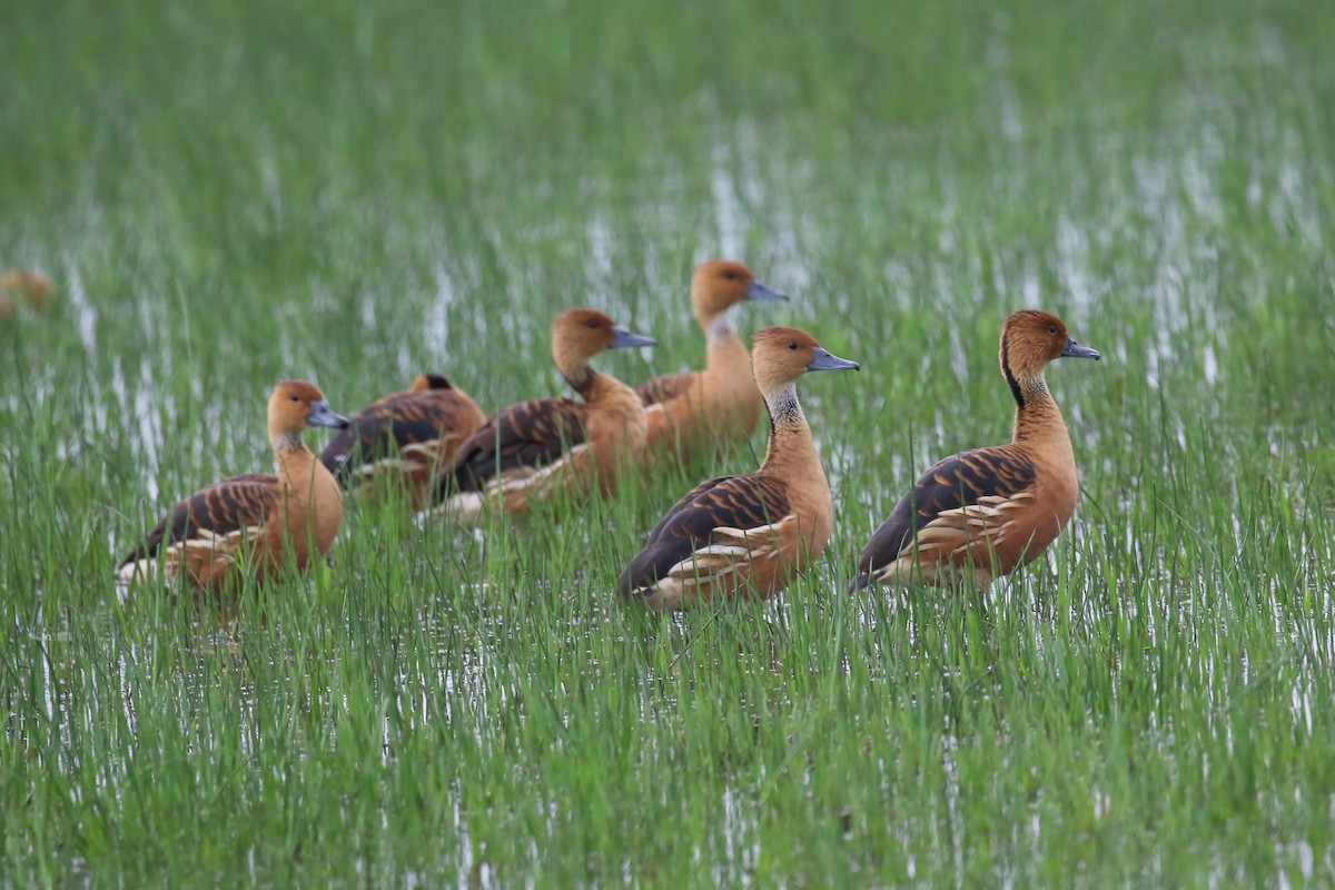 Fulvous Whistling-Duck - ML357853891