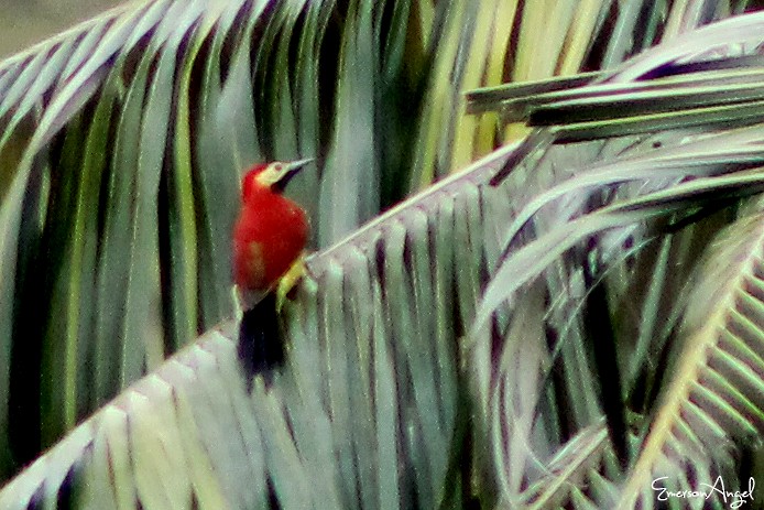Crimson-mantled Woodpecker - ML357854061