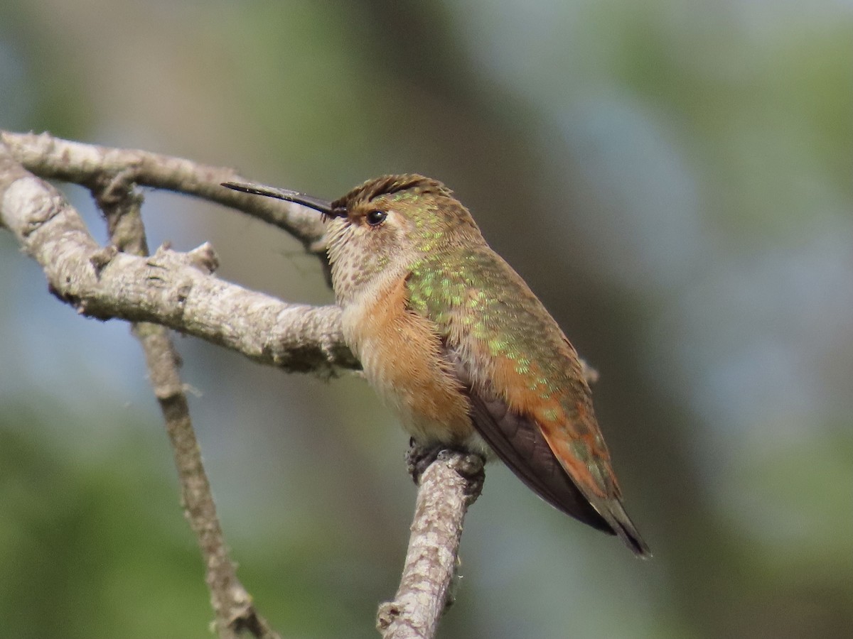 Rufous/Allen's Hummingbird - ML357857181