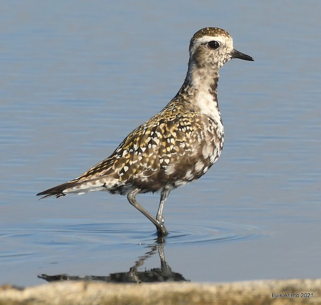 American Golden-Plover (probable Female) having suspended Definitive Prebasic Molt. - American Golden-Plover - 