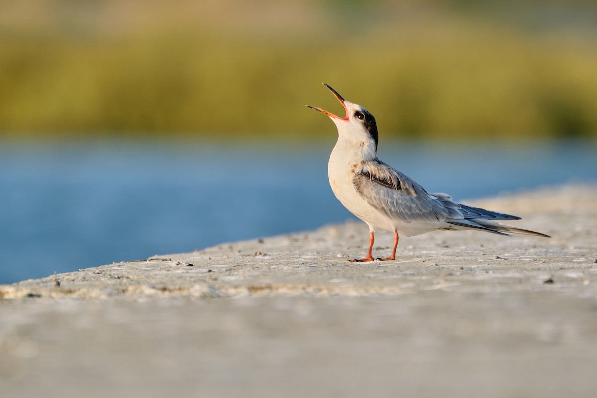 Common Tern - Ayberk Tosun