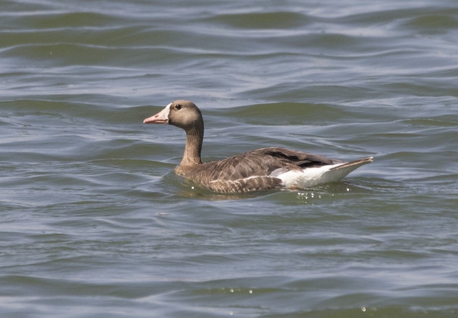Greater White-fronted Goose - ML357866811