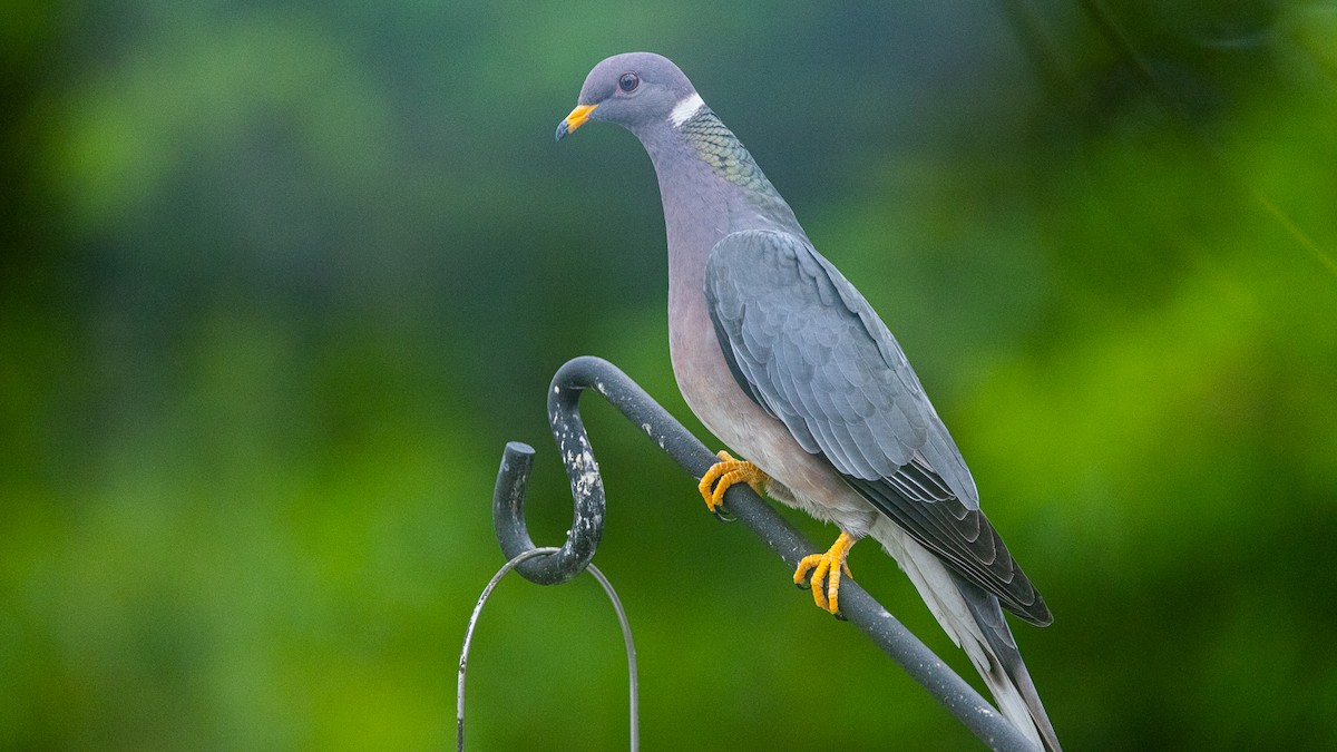 Band-tailed Pigeon - ML357870581