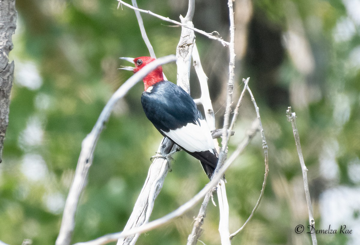 Red-headed Woodpecker - ML357872151