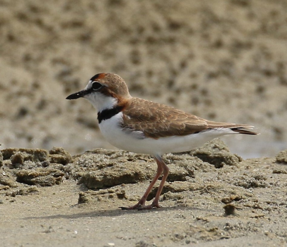 Collared Plover - ML357872361