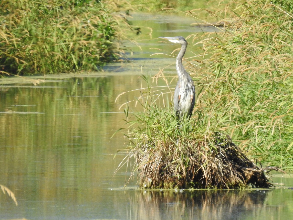 eBird Checklist 29 Jul 2021 Surrey—Colebrook Park 26 species