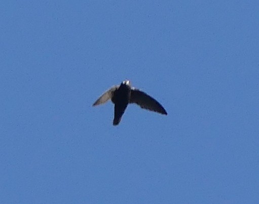 Spot-fronted Swift - ML357875981