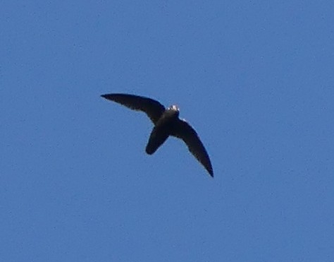 Spot-fronted Swift - ML357875991