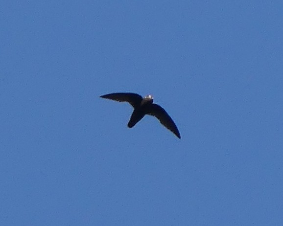 Spot-fronted Swift - ML357876001