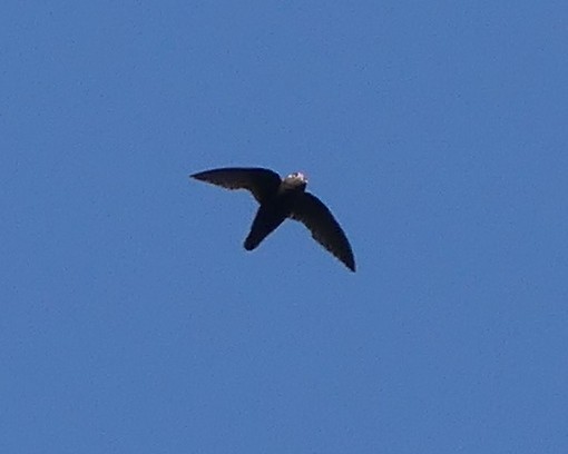 Spot-fronted Swift - ML357876011