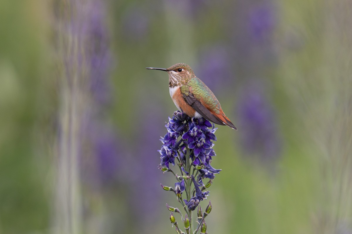 Rufous Hummingbird - Forrest English