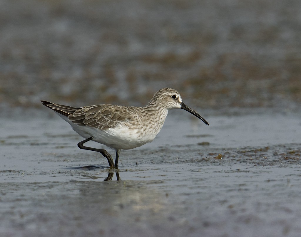 Curlew Sandpiper - Gary Woods