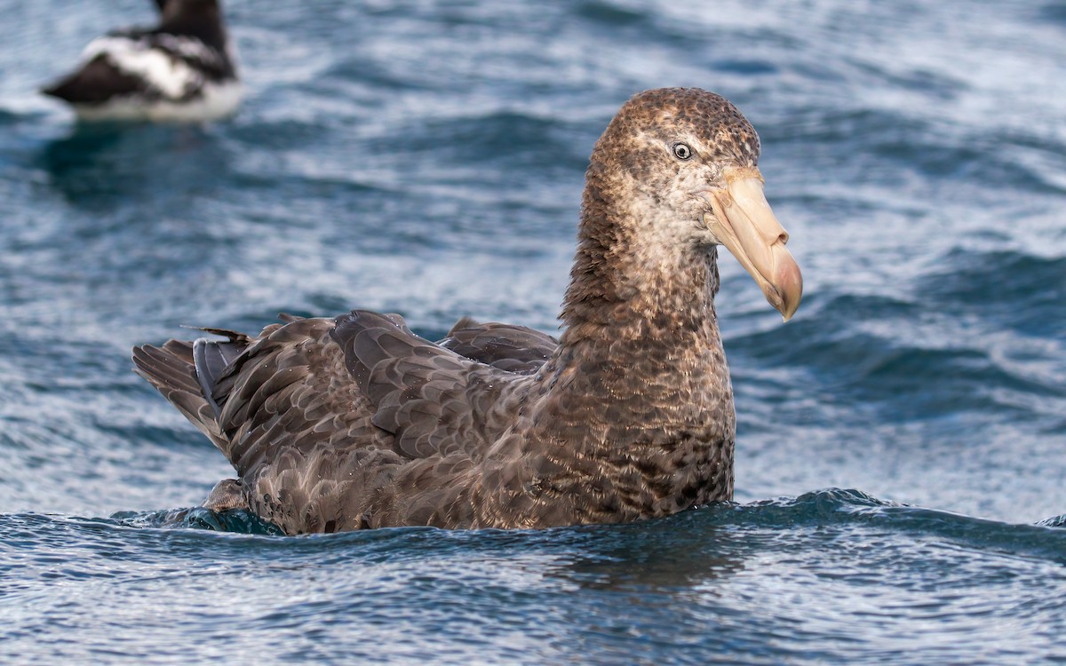 Northern Giant-Petrel - James Kennerley