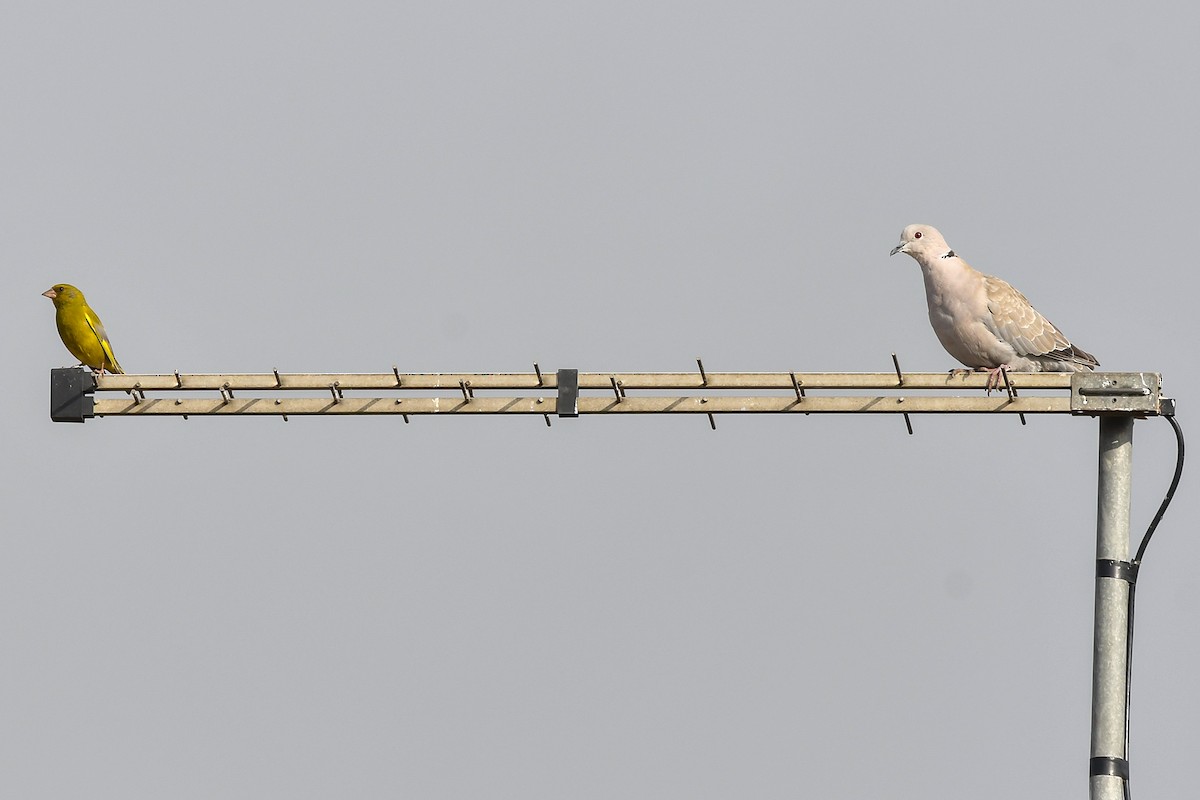 Eurasian Collared-Dove - Magnus Andersson