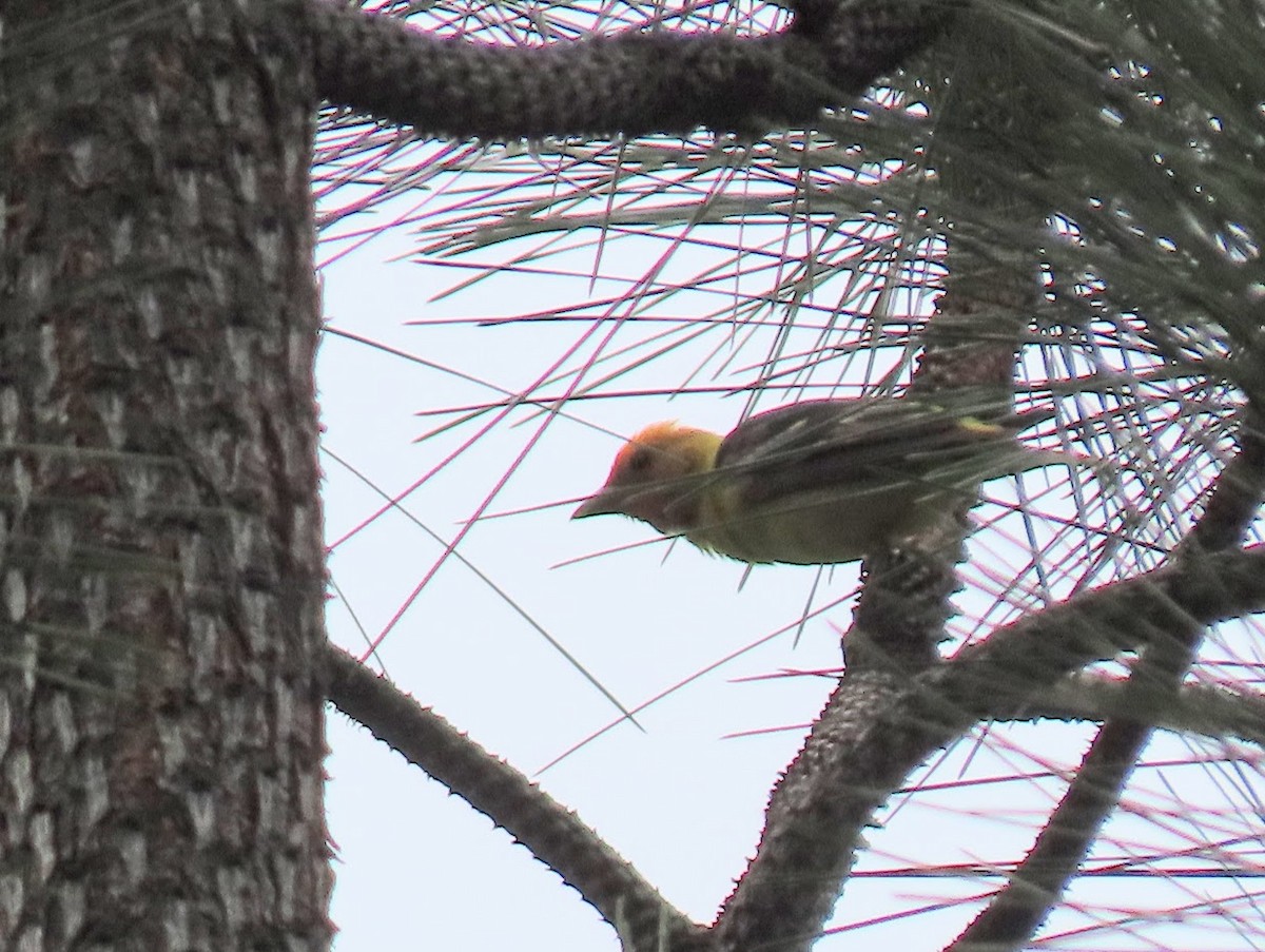 Western Tanager - ML357891431