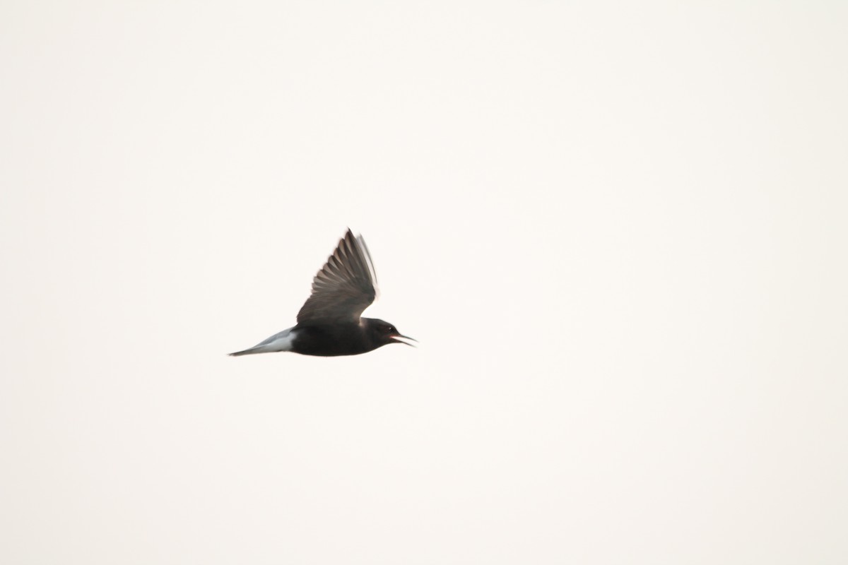 Black Tern - ML35789381