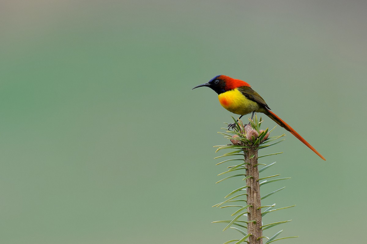 Fire-tailed Sunbird - Vincent Wang