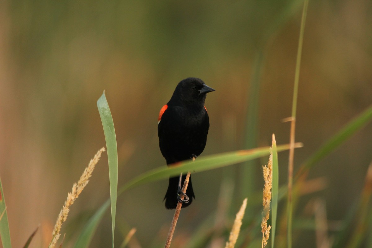 Red-winged Blackbird - Mark Benson