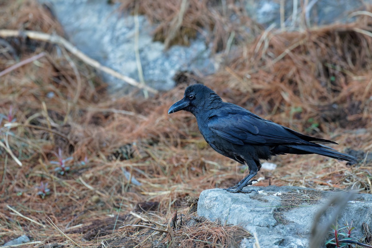 Large-billed Crow (Large-billed) - ML357897451