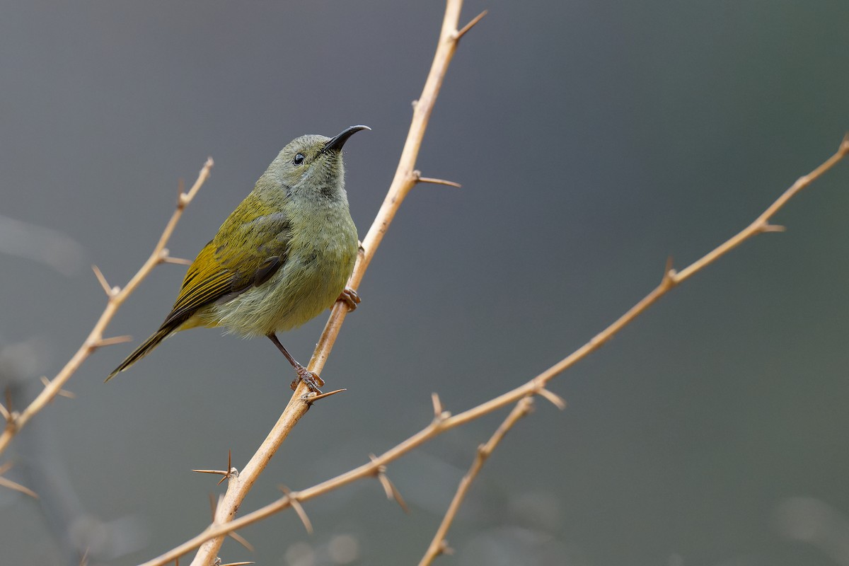 Green-tailed Sunbird - ML357898131