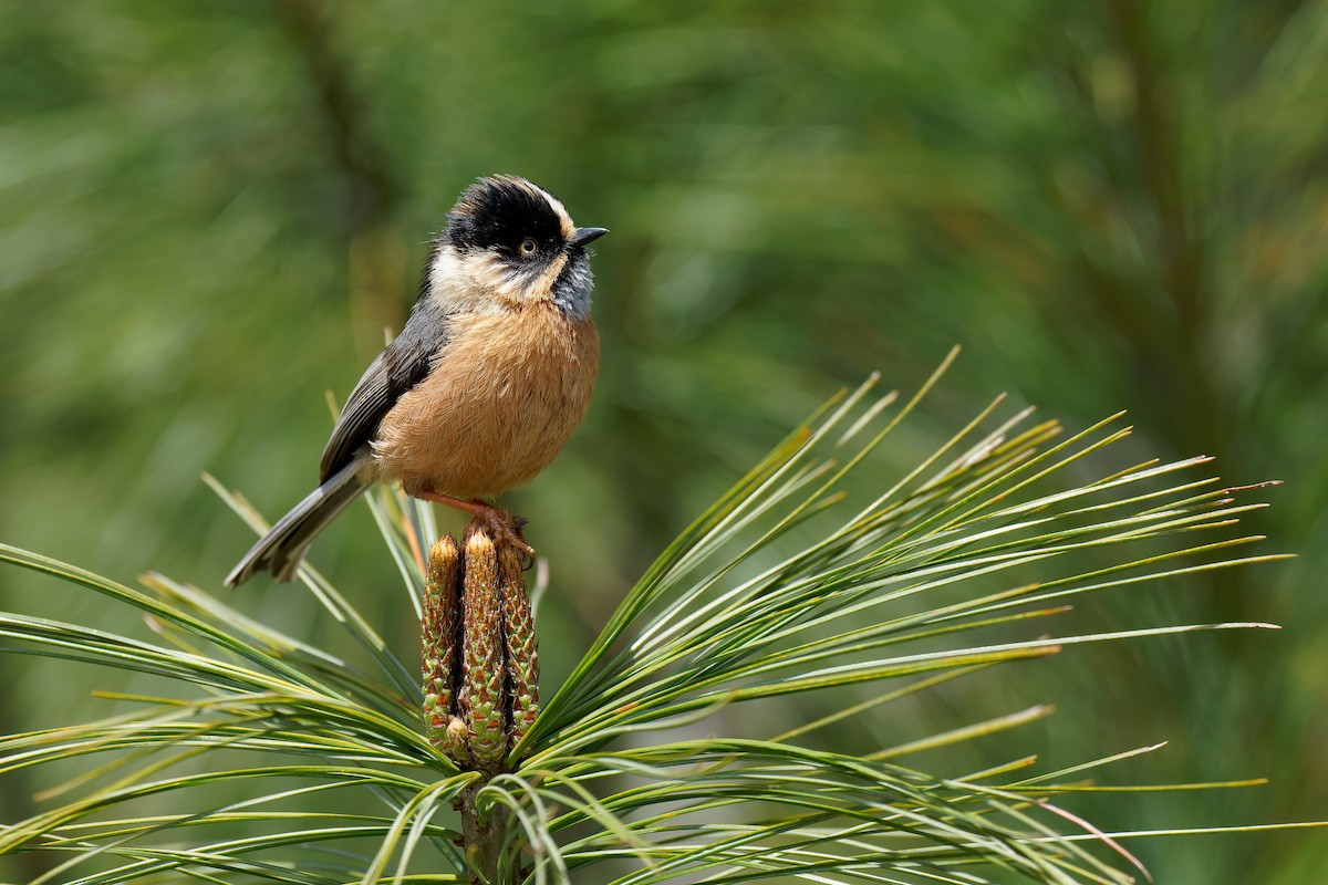 Black-browed Tit (Rufous-fronted) - ML357898831