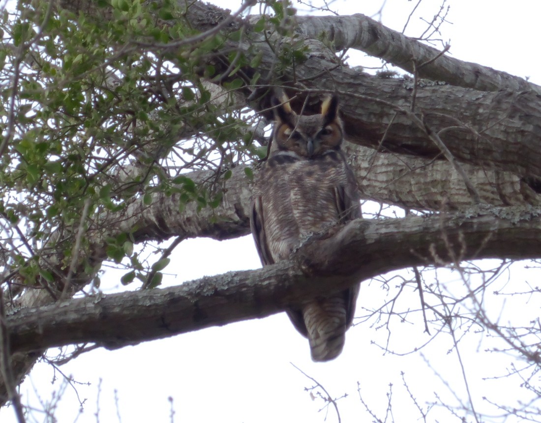 Great Horned Owl - ML35790581