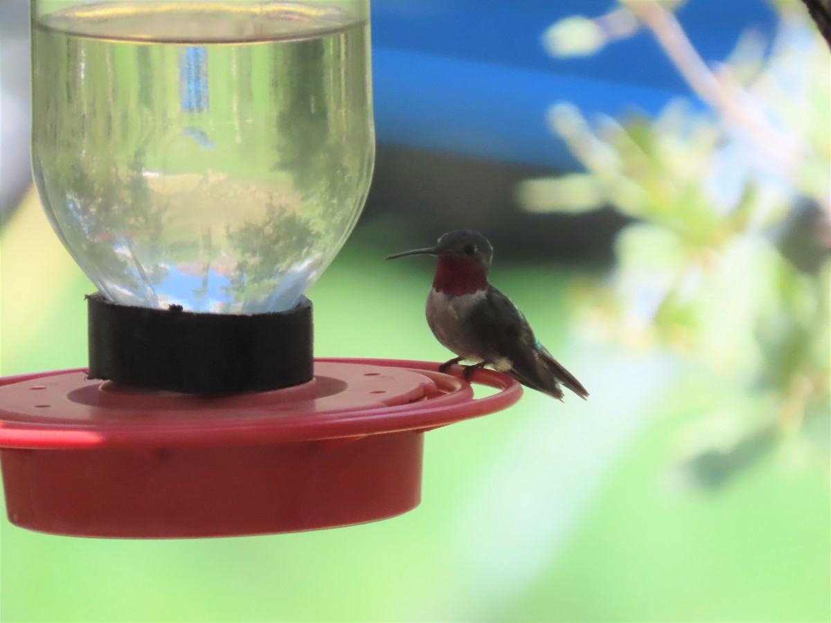 Broad-tailed Hummingbird - Chris Hayward