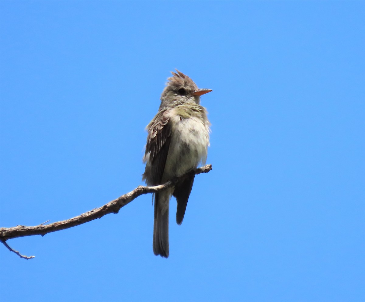 Greater Pewee - ML357909721