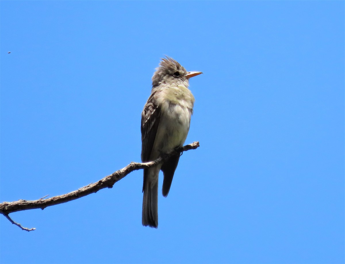 Greater Pewee - ML357909731