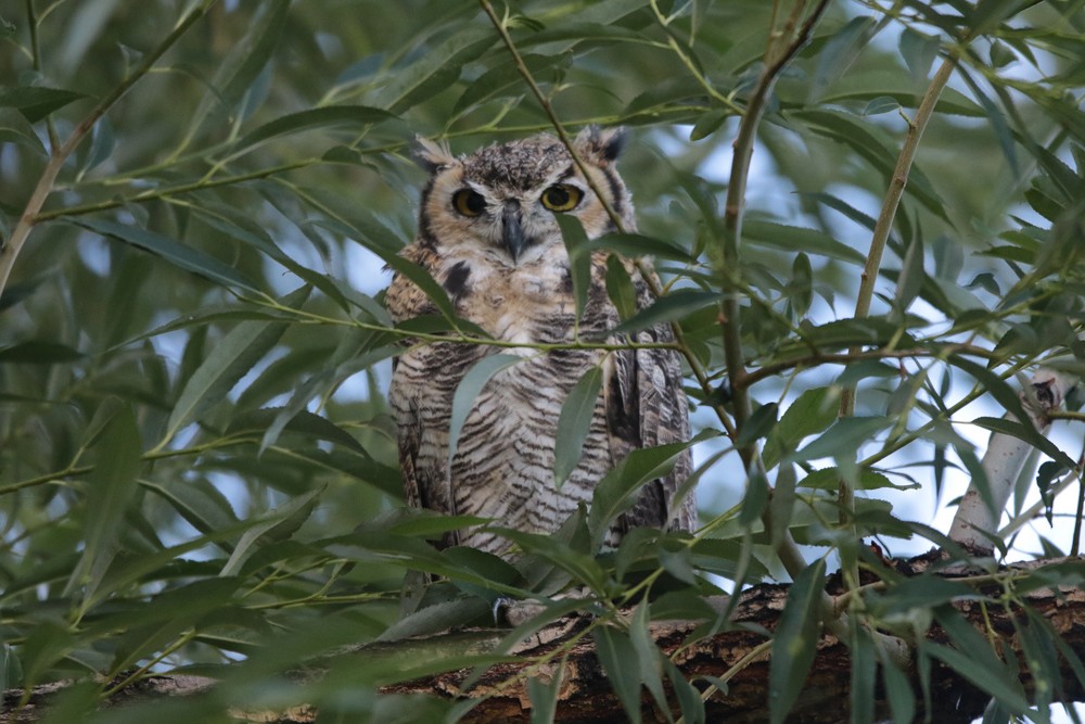 Great Horned Owl - ML357913591