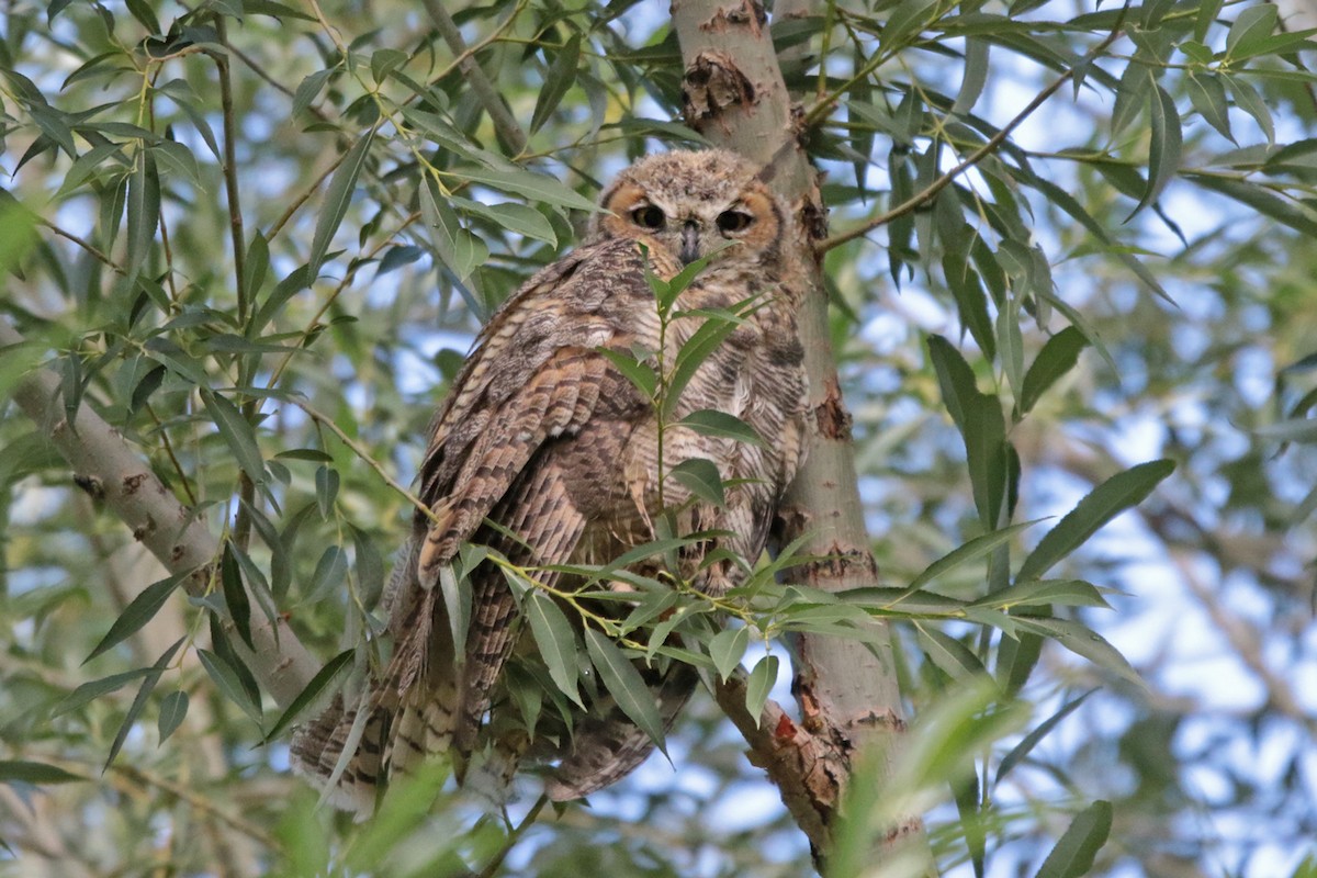 Great Horned Owl - ML357913601
