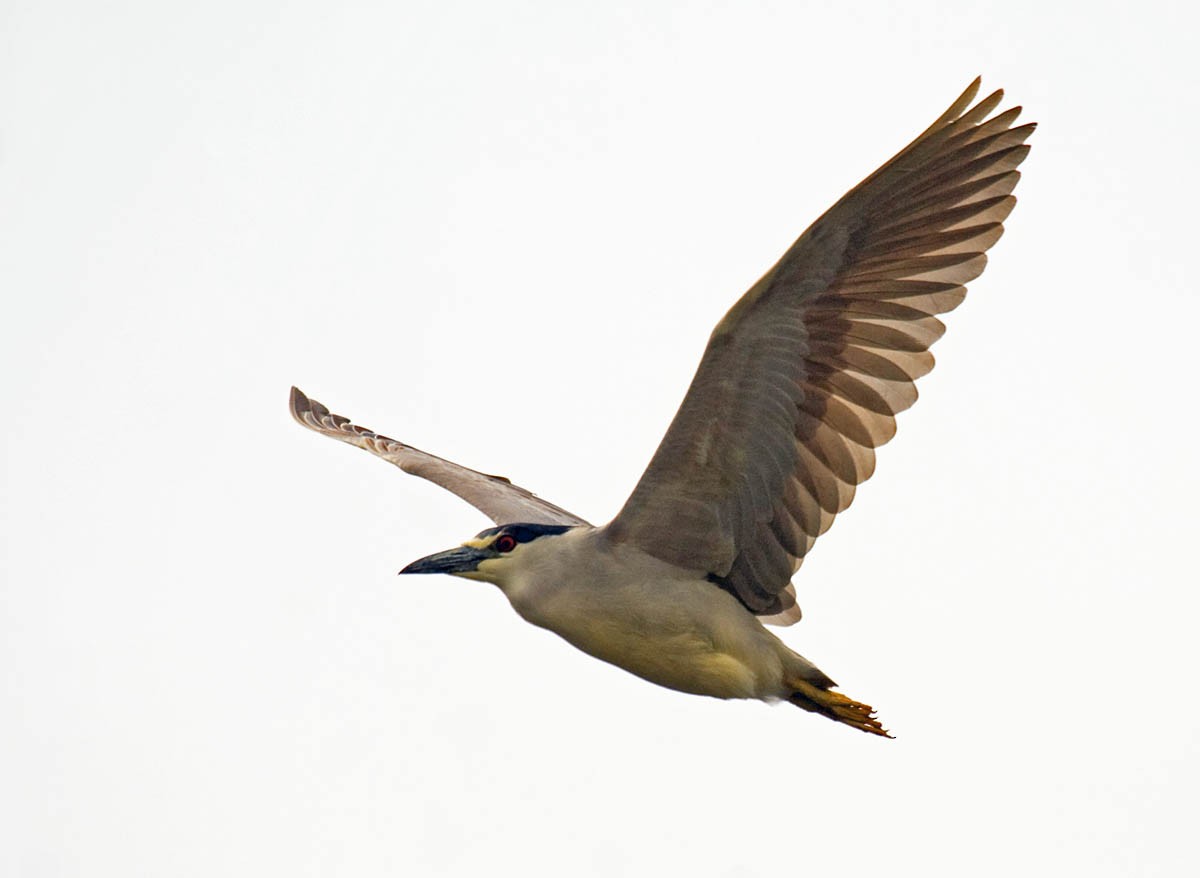 Black-crowned Night Heron - Greg Gillson