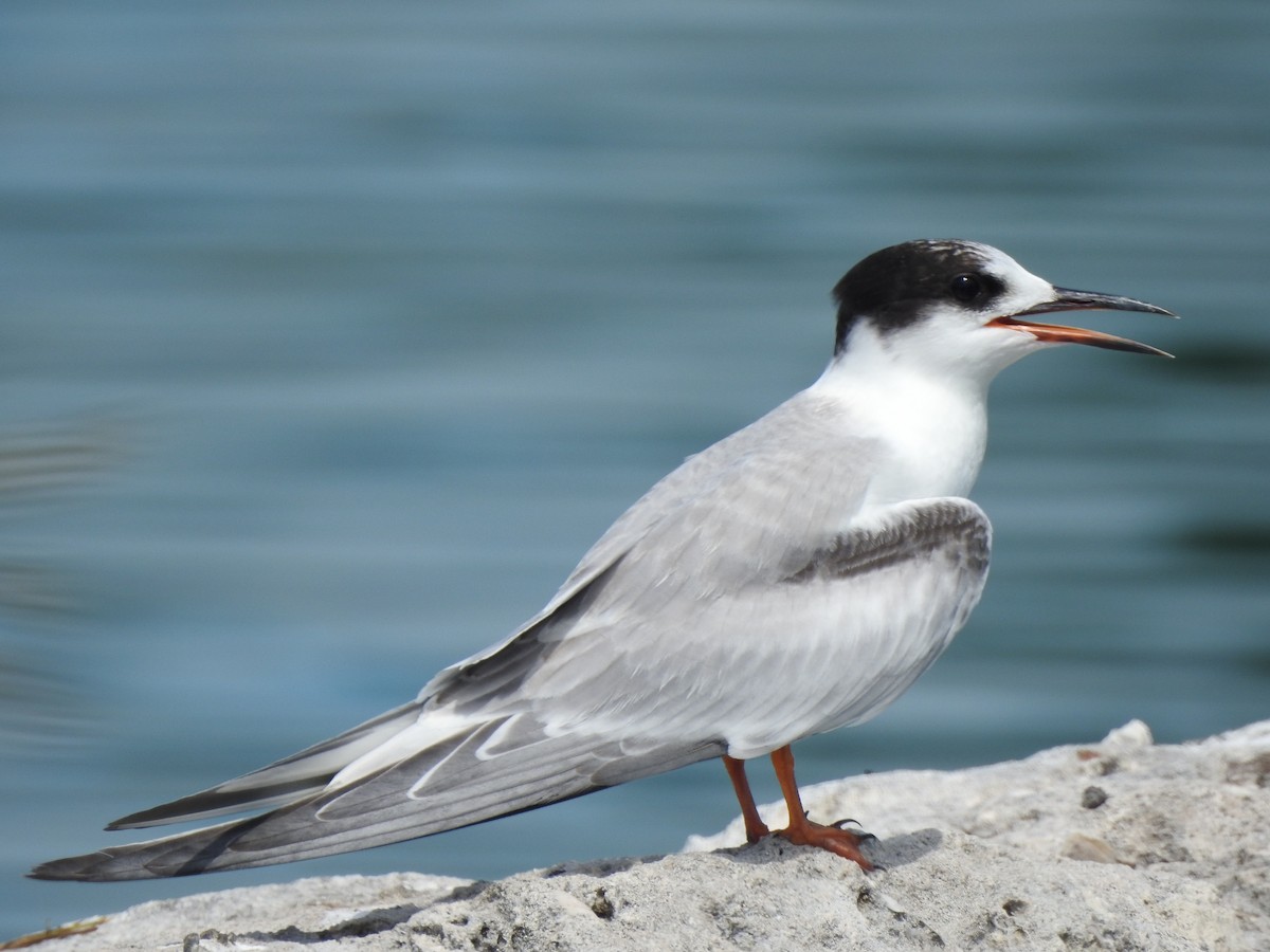 Common Tern - ML35791881