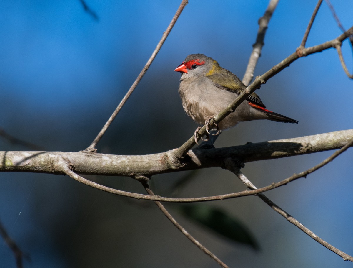 Red-browed Firetail - ML357918871