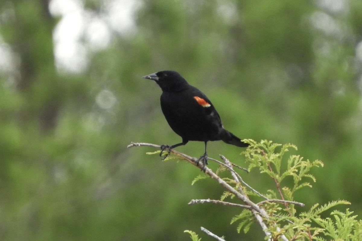 Red-winged Blackbird - ML357925731