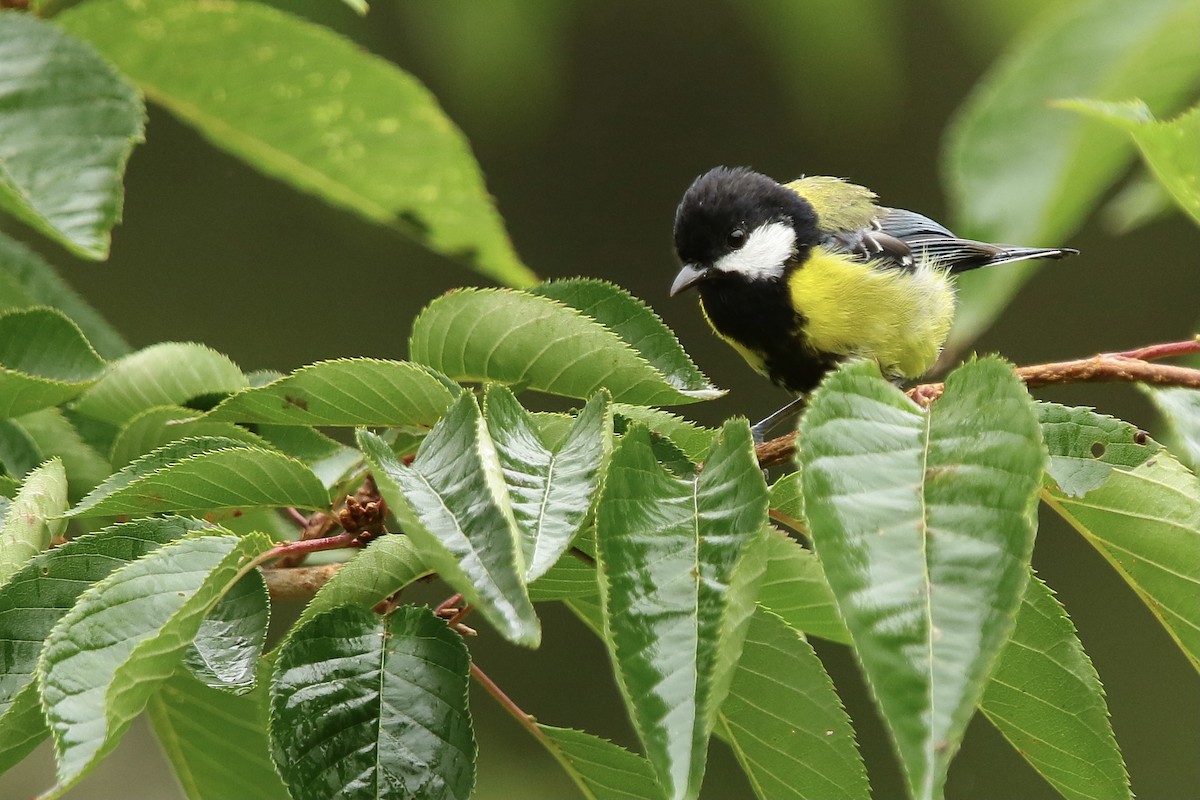 Green-backed Tit - Anonymous