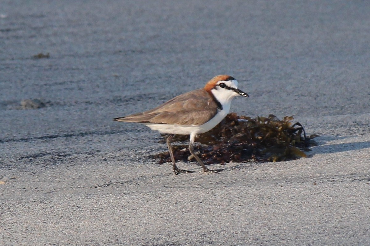 Red-capped Plover - ML357930031
