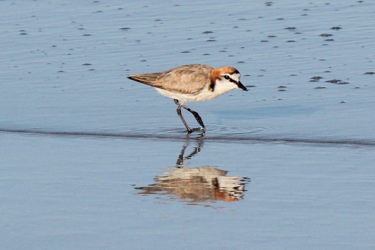 Red-capped Plover - ML357930061